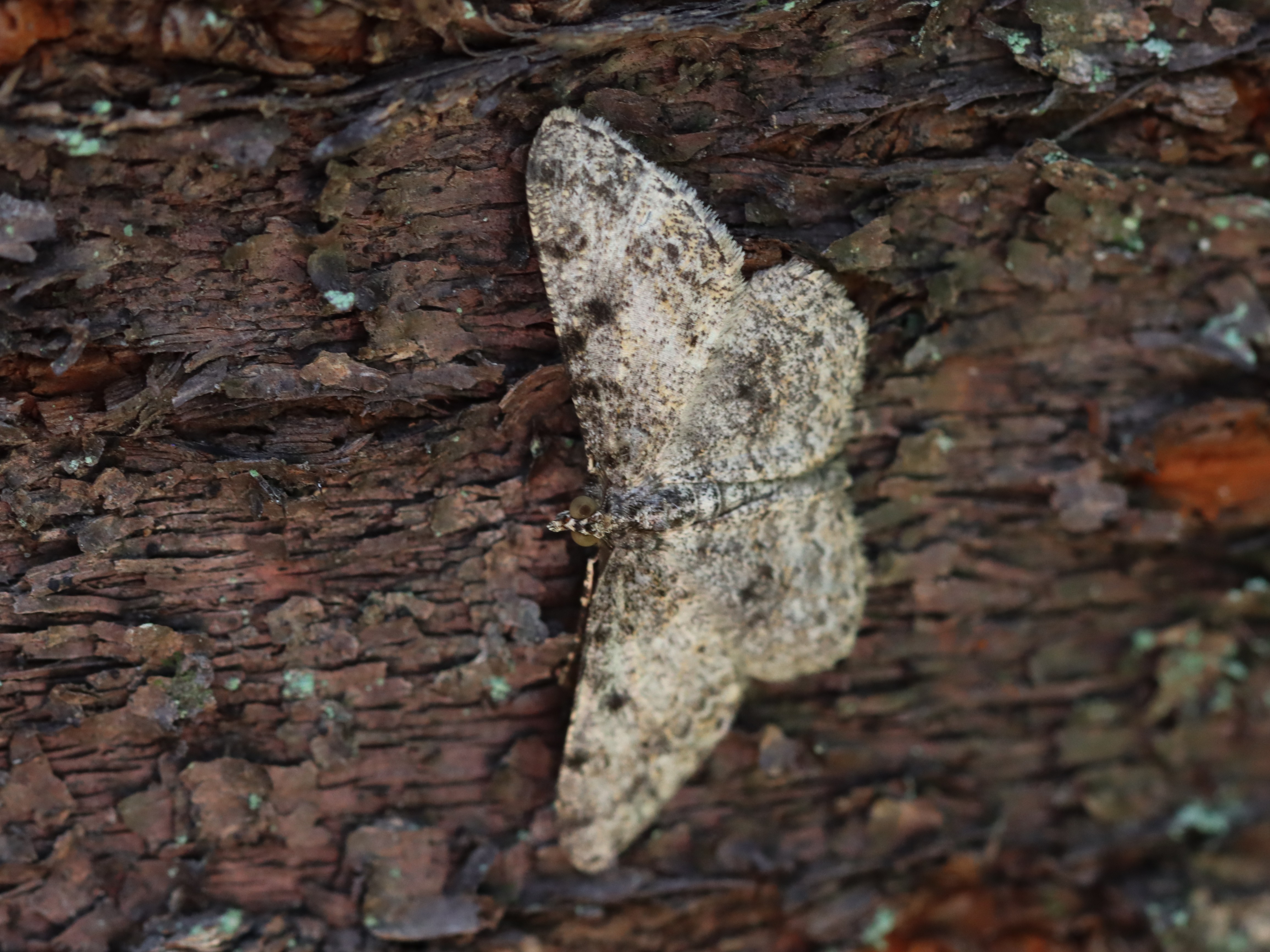 ニセオレクギエダシャク